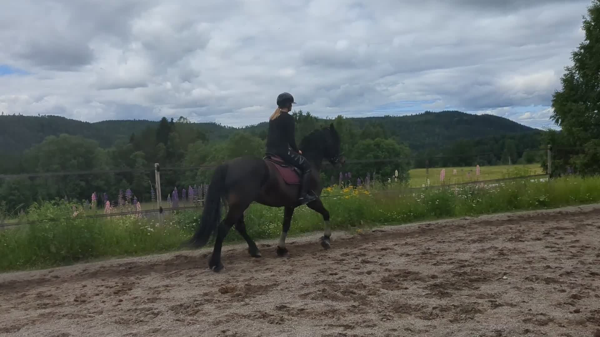 Allround hästar till salu: Blivande tävlingshäst - Video 3