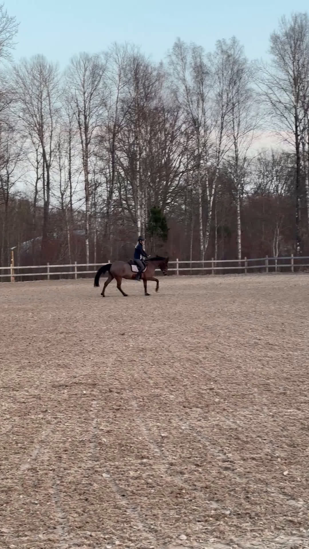 Hoppning hästar till salu: Läromästare  - Video 1