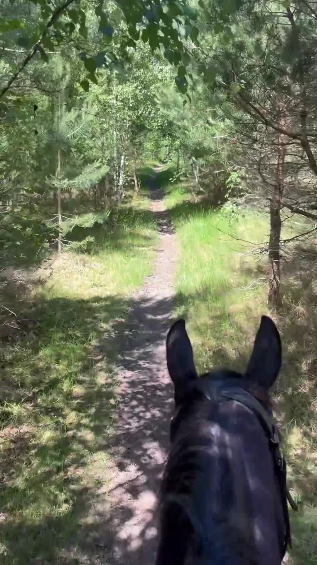 Western hästar till salu: Intressekoll - Quarter - Video 3