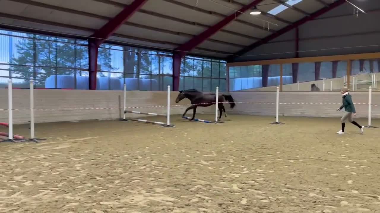 Hoppning hästar till salu: El Barone - Cardento - Irco Marco - Video 1
