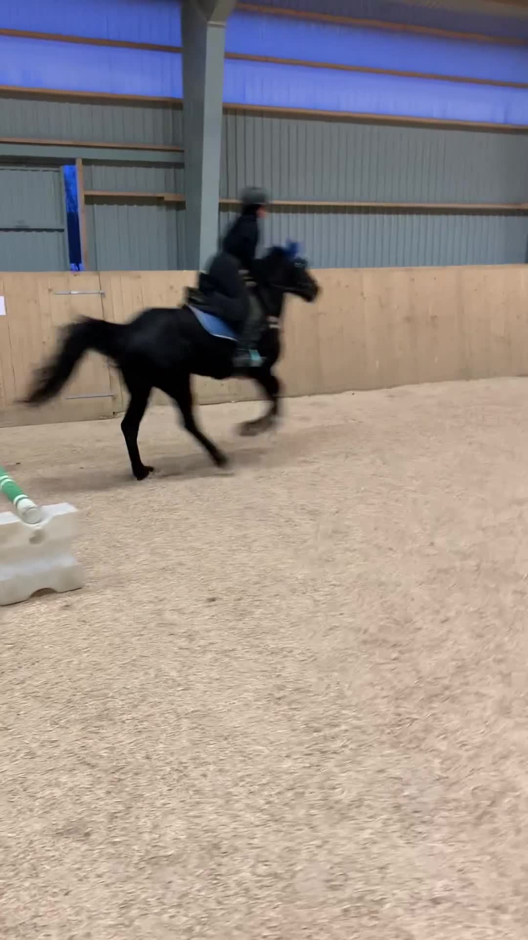 Allround hästar till salu: Din nya bästa vän väntar! i Uddevalla - Video 1