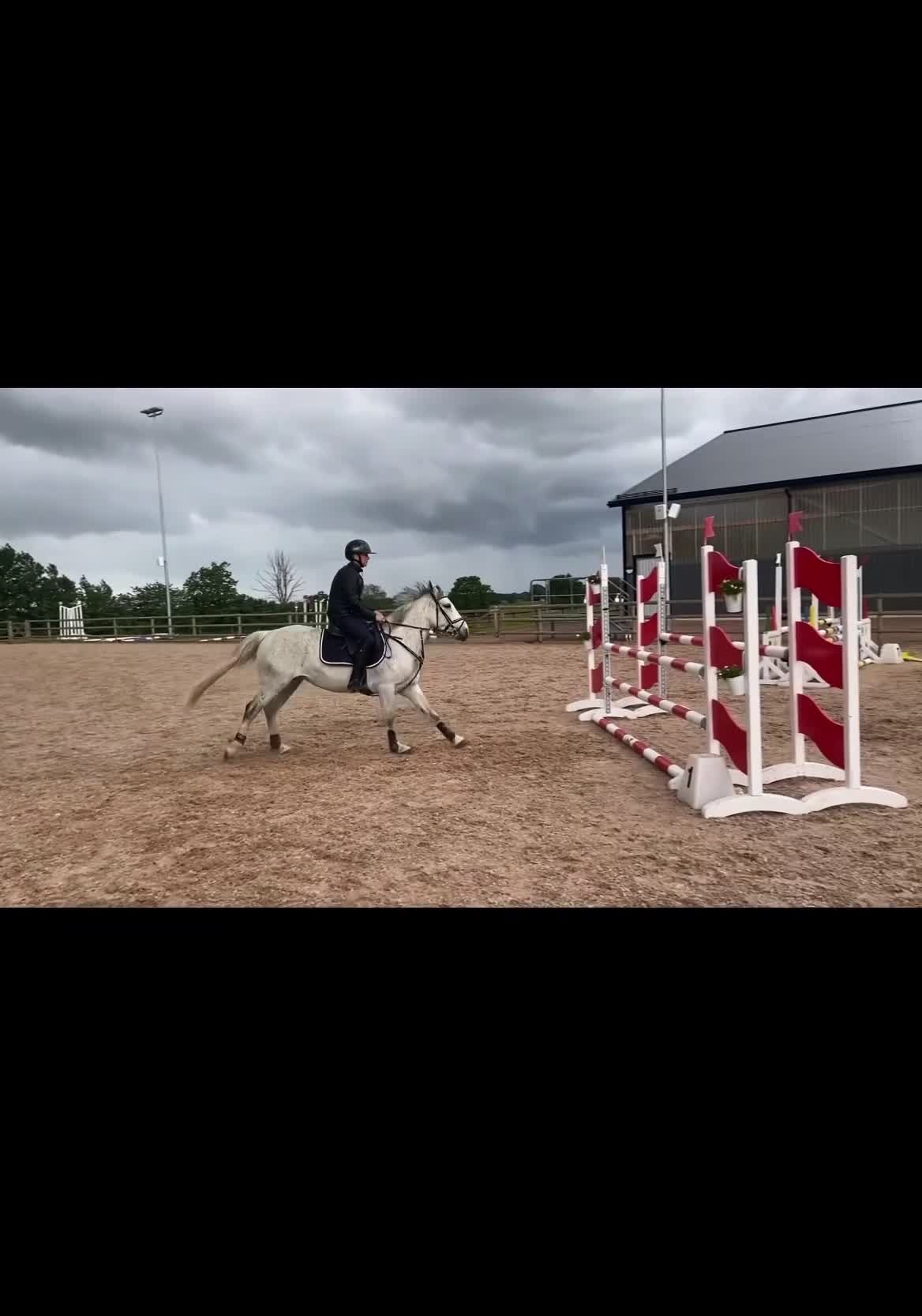 Hoppning hästar till salu: Riktig rosettplockare som man kan göra allt med - Video 2