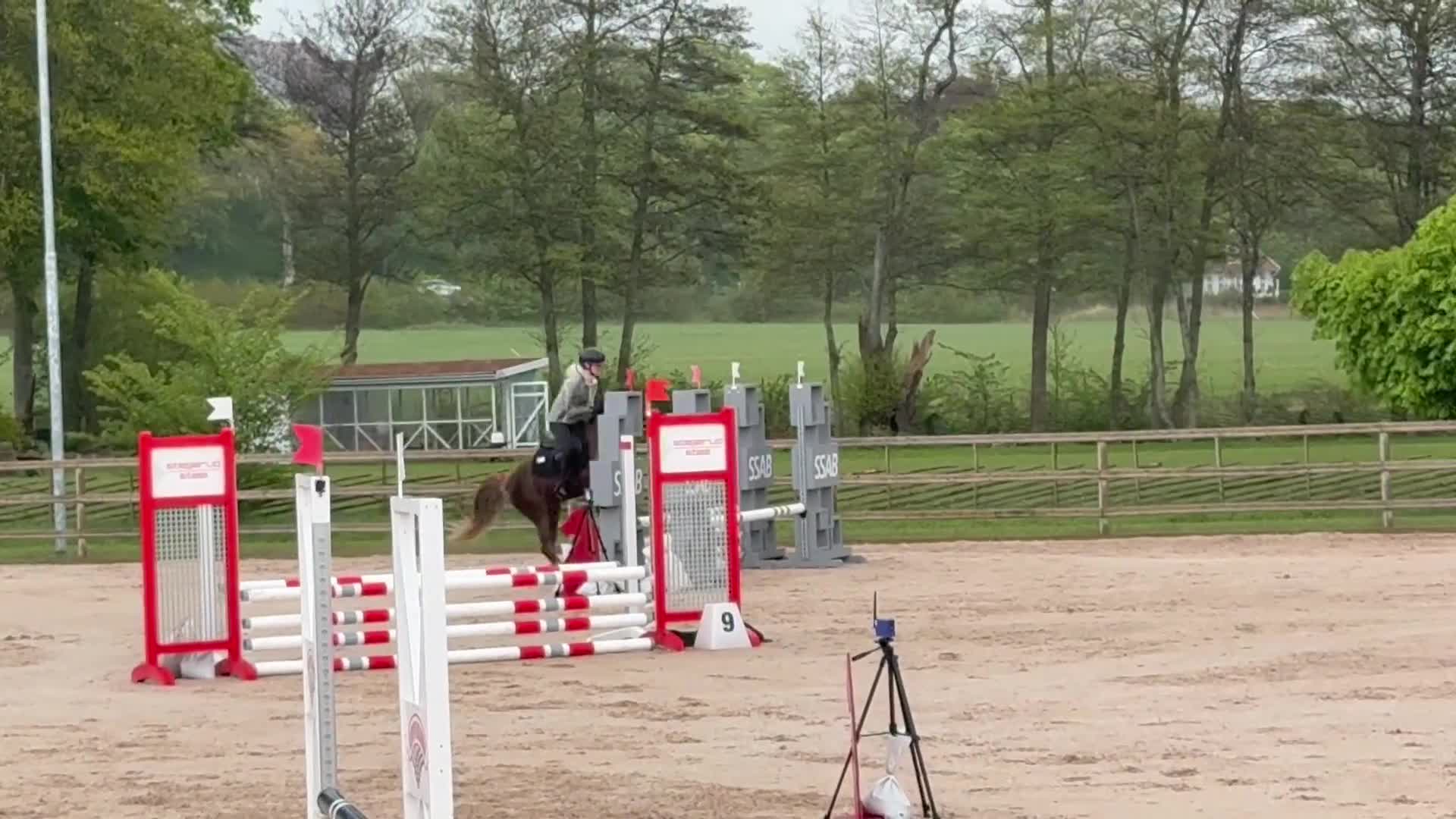 Hoppning hästar till salu: Drömponny för de höga klasserna!💥 - Video 4