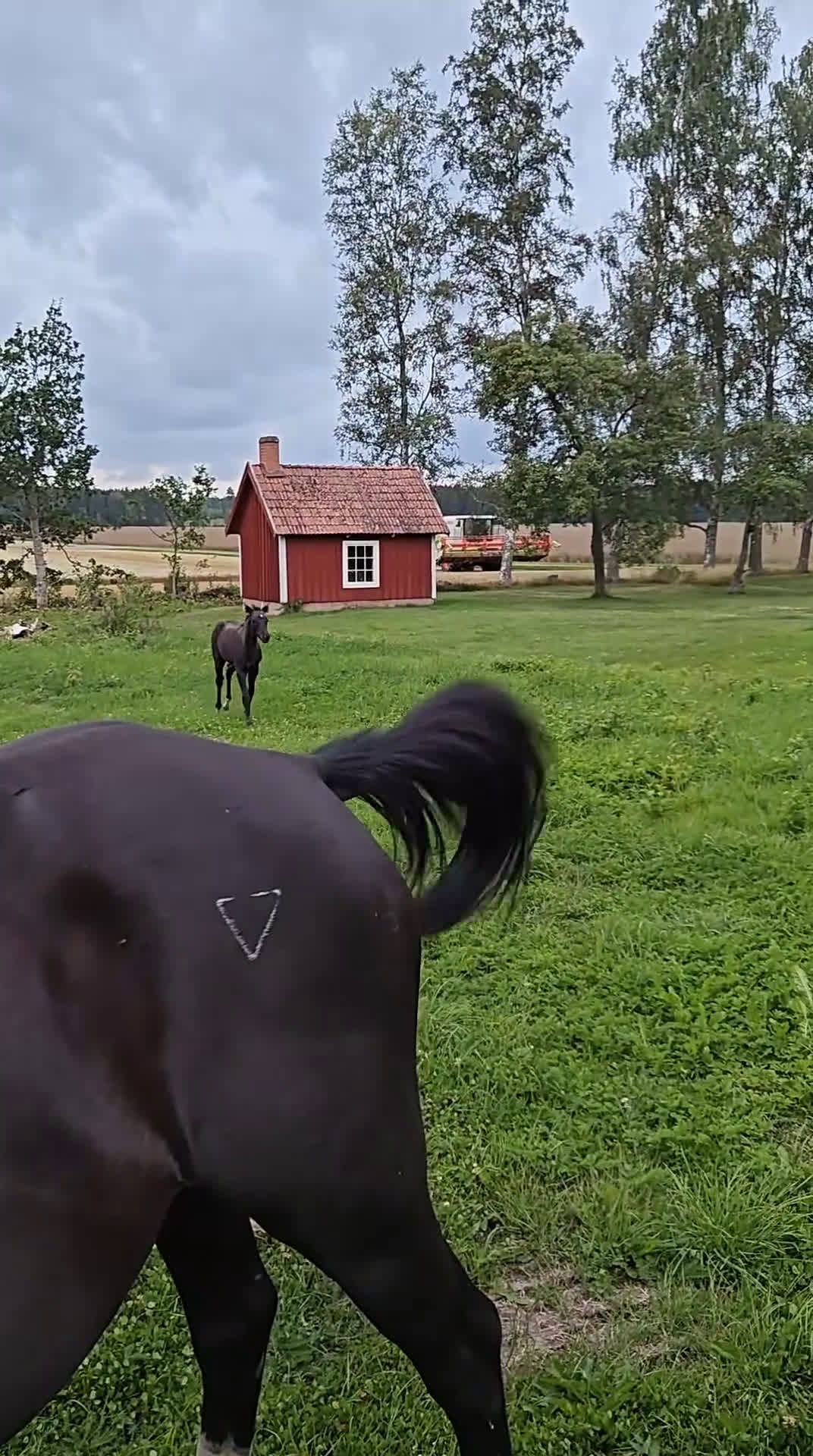 Allround hästar till salu: Socialt hingstföl med dressyr- och hoppstam i Klockrike - Video 1