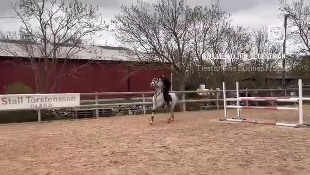 Hoppning hästar till salu: Balla Bella söker ny kompis! - Video 1