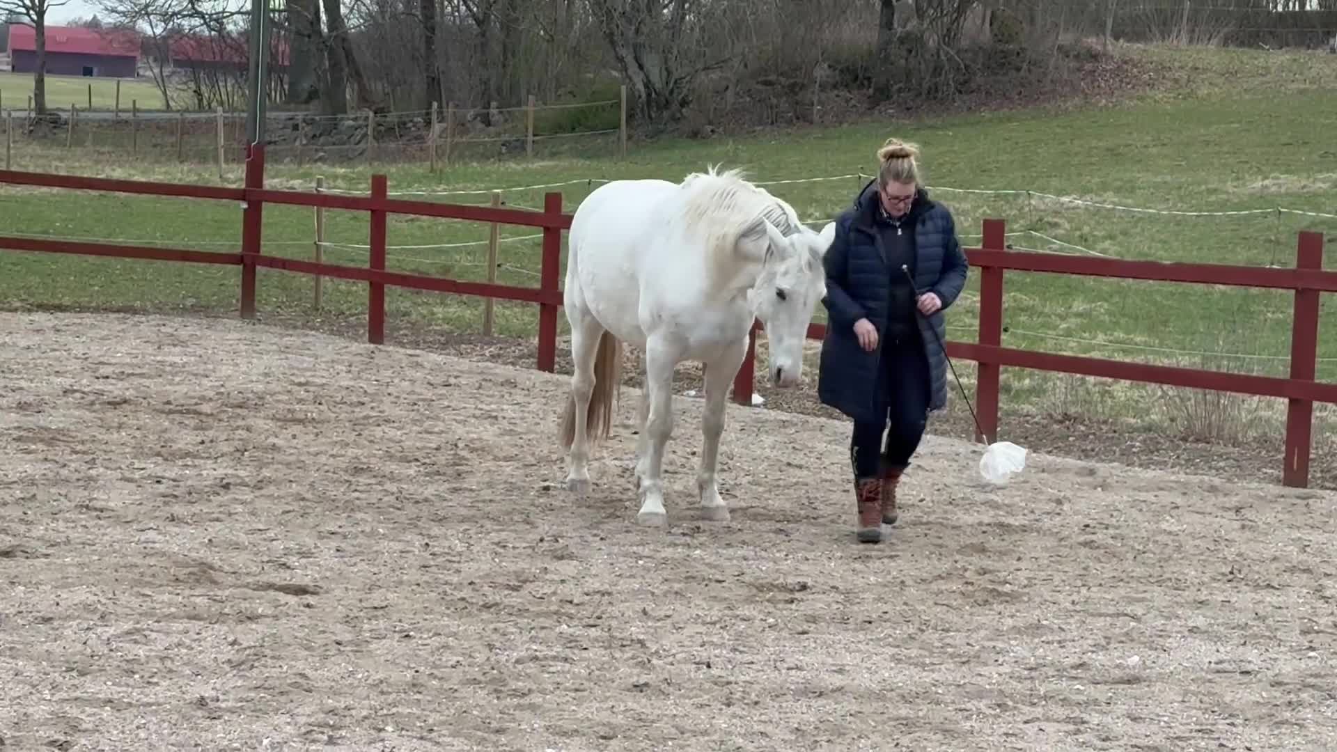 Allround hästar till salu: Cool och snäll kille - Video 1
