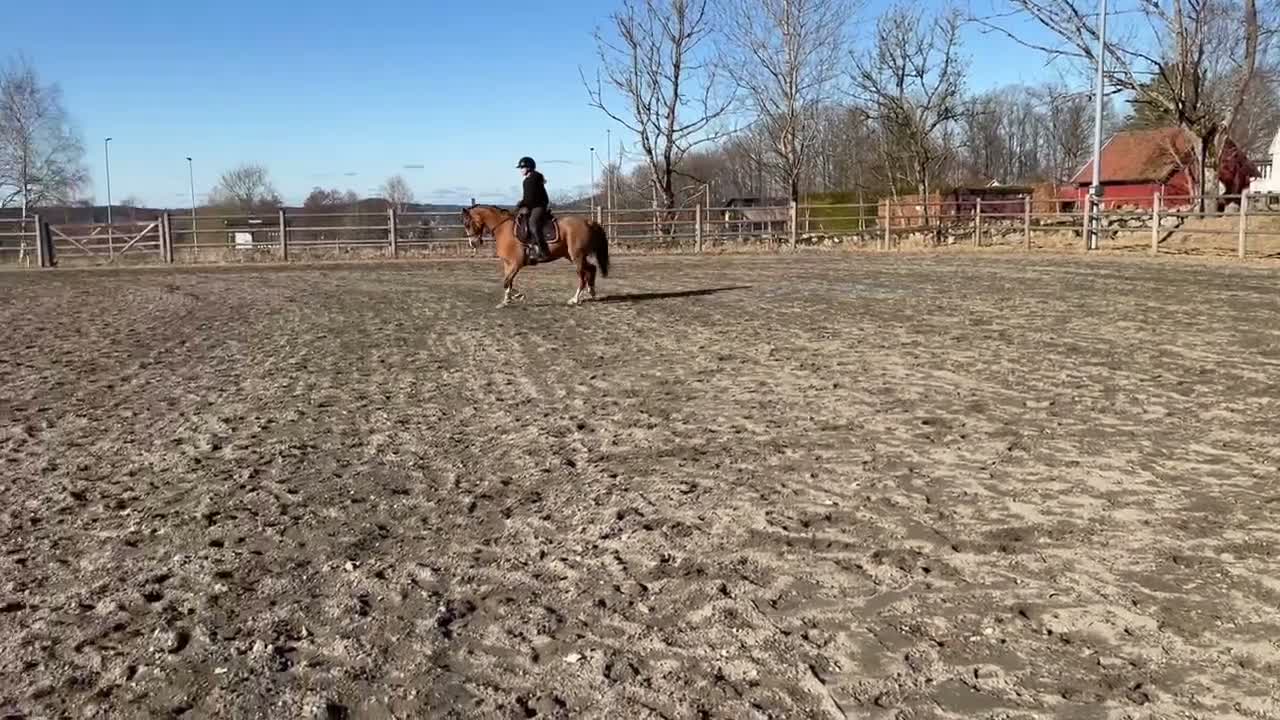  foderhäst finnes: Fodervärd sökes till otrolig ponny - Video 1