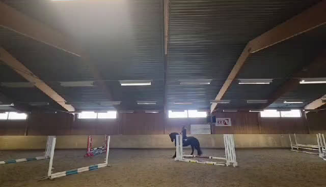 Allround hästar till salu: Sirius en lyxig drömhäst - Video 3