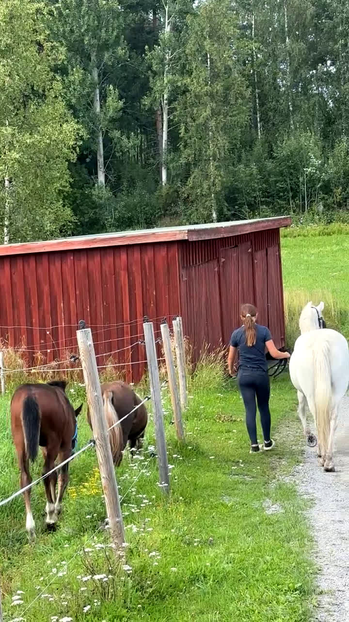 Allround hästar till salu: 🌟Söker sin nya människa🌟 i Enånger - Video 2