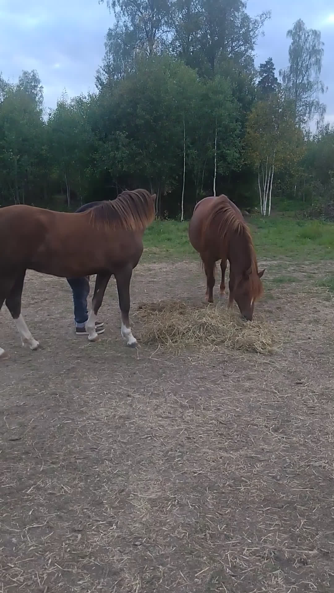 Allround hästar till salu: 2-årigt welshpartbreed sto - Video 1