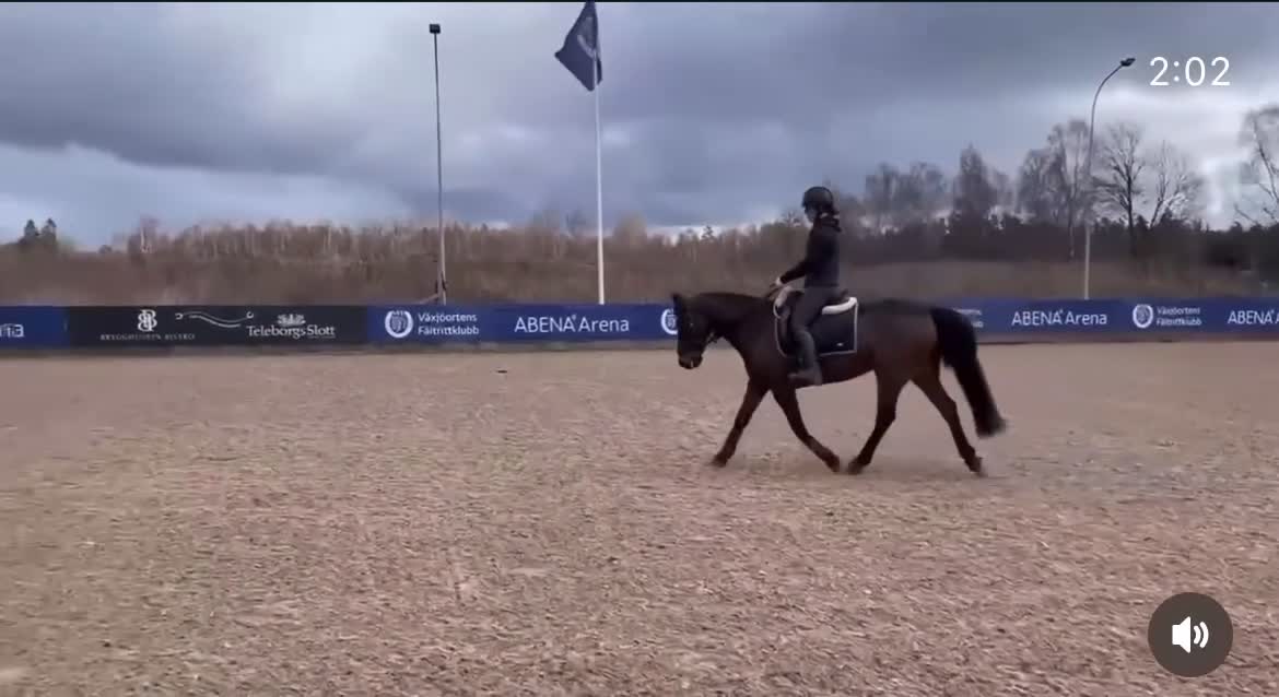 Allround hästar till salu: En stjärna söker föralltidhem ⭐️ - Video 1