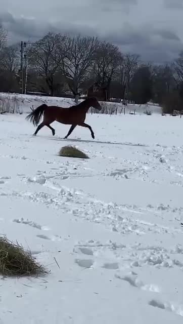Avelshästar hästar till salu: Intressekoll avelssto E. Sir Oldenburg  - Video 2
