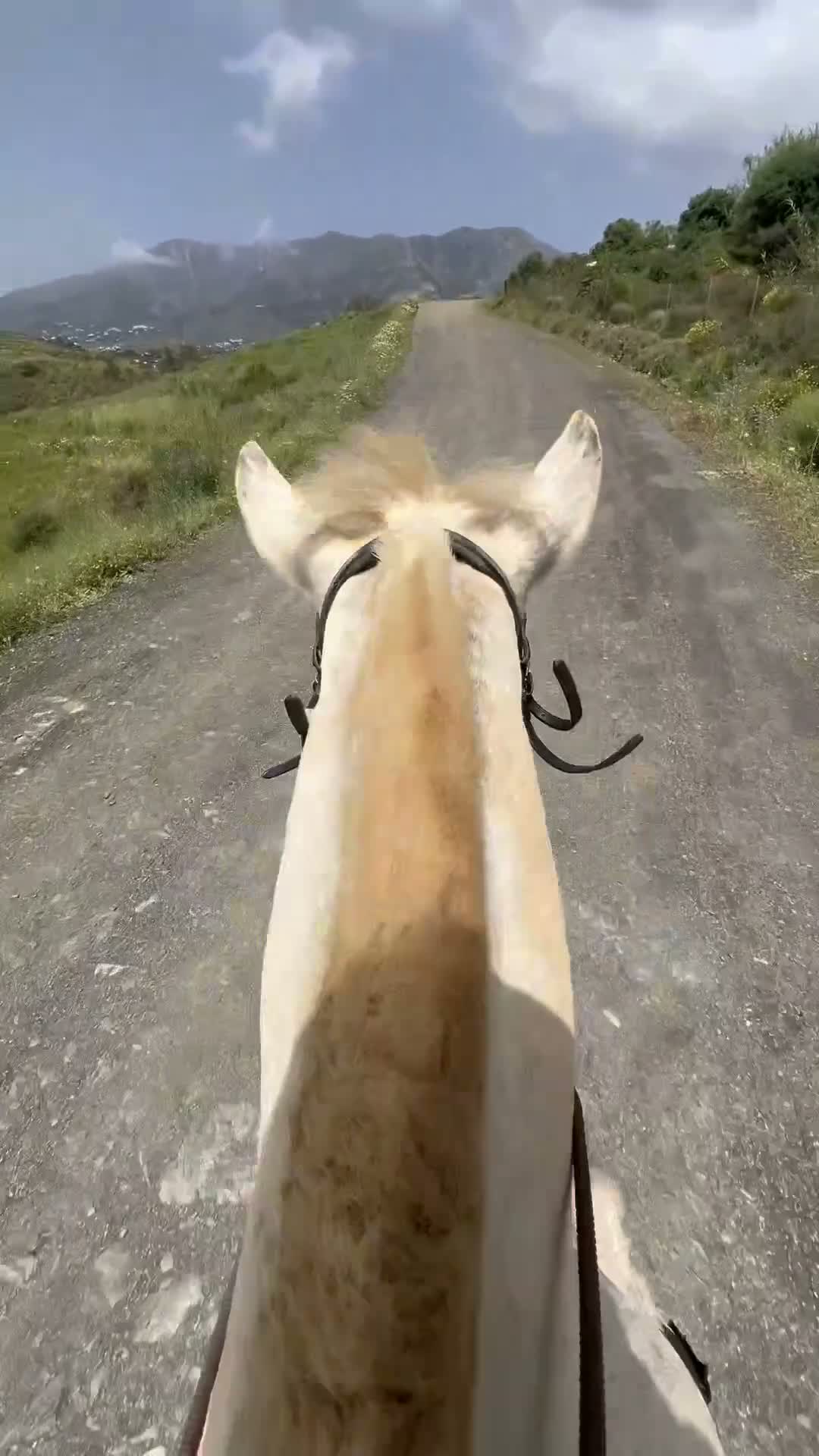 Allround hästar till salu: PRE Cruzado med stort hjärta sökersitt perfektahem i Mijas - Video 4