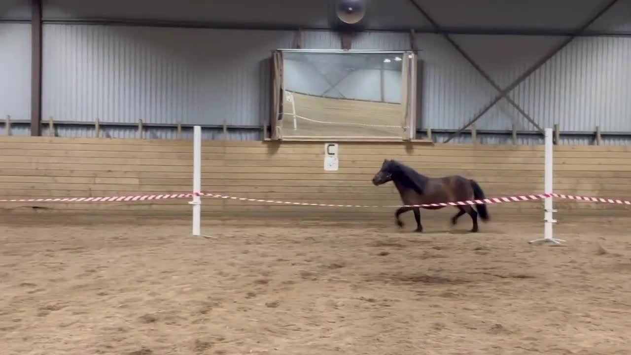 Körning hästar till salu: Jättefin Valack RS886 - Video 1