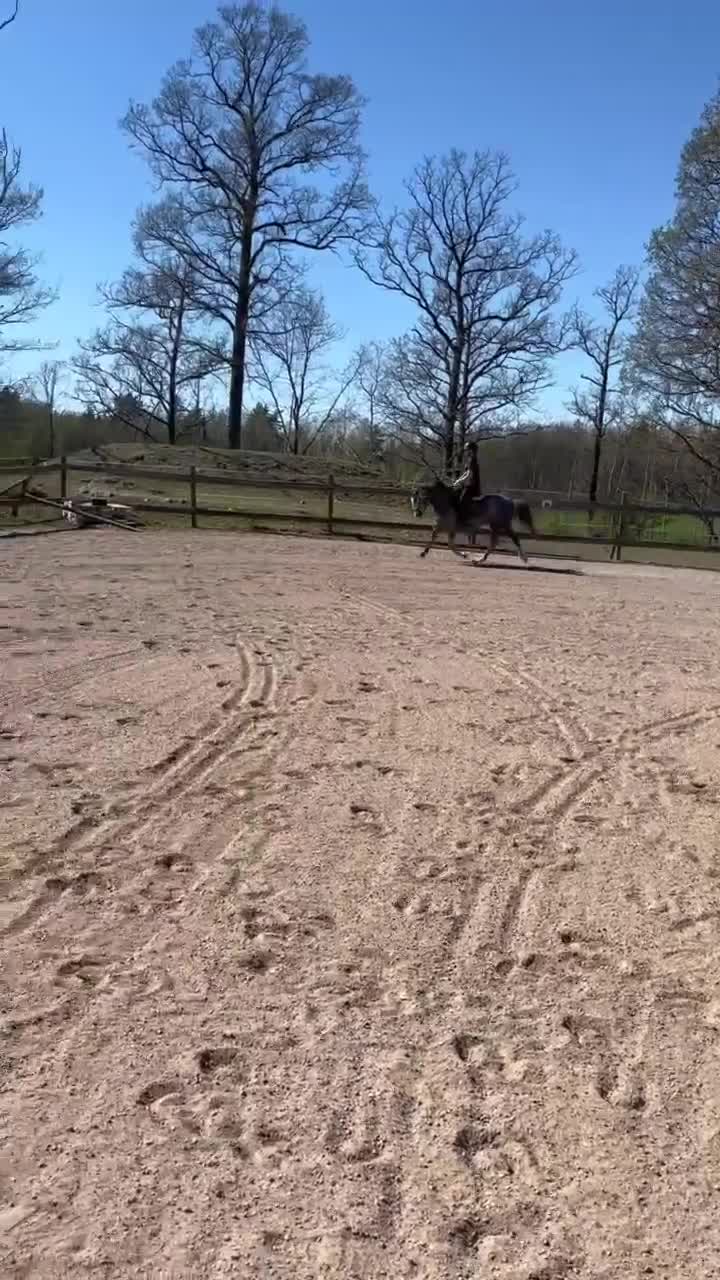 Allround hästar till salu: Välutbildad 4-åring till satsande ryttare - Video 2