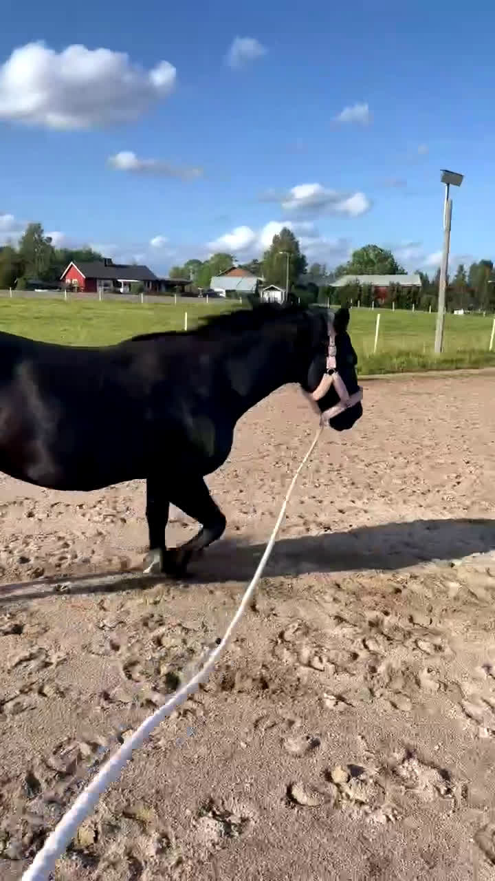 Allround hästar till salu: Fin valack söker nytt hem i Borlänge - Video 1