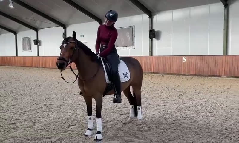 Dressyr hästar till salu:  Drömponnyn  Lärömästare med Tysk Ridponny stam - Video 1