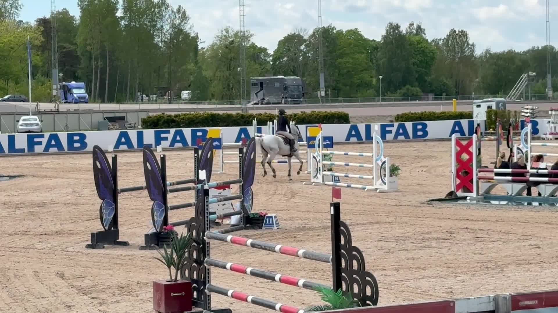 Hoppning hästar till salu: Perfekt Junior/speed häst - Video 1