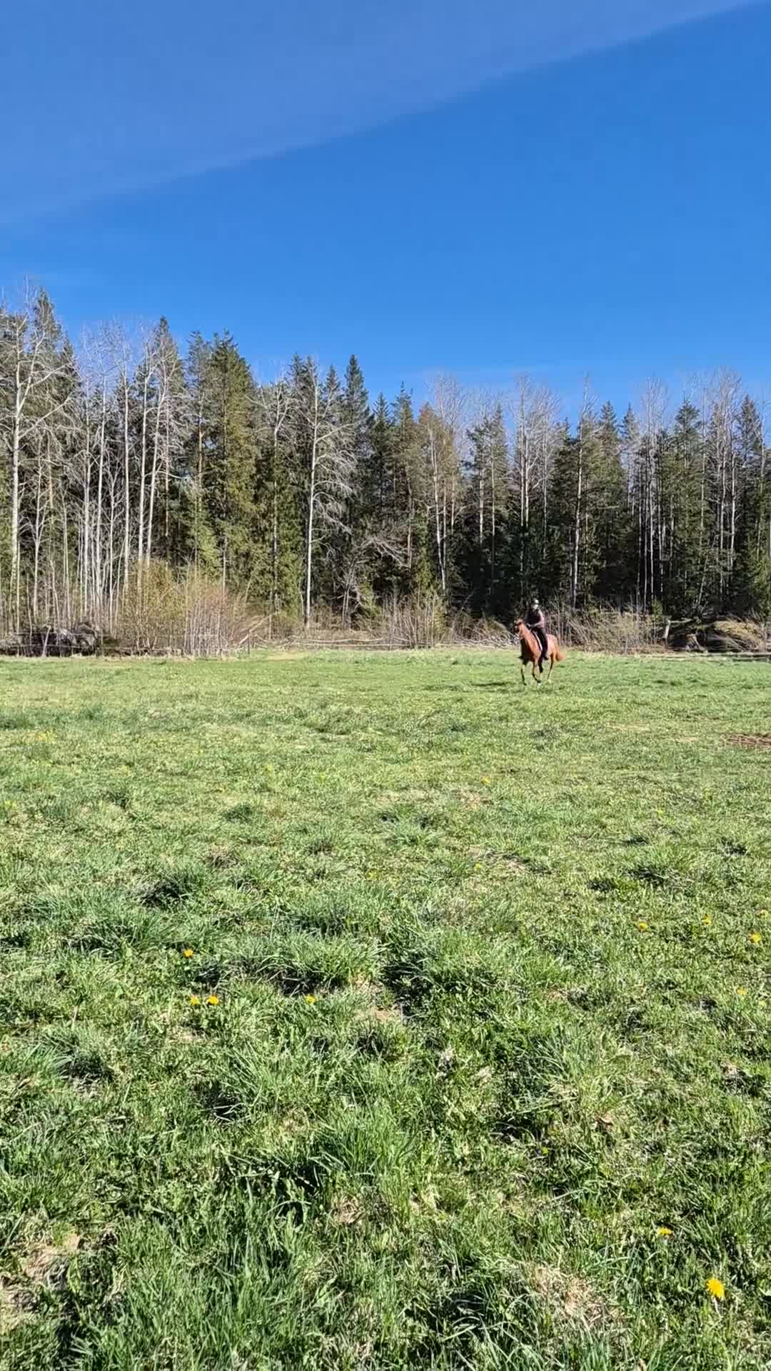 Allround hästar till salu: D-ponnyn Gunnar letar ny liten ryttare - Video 2