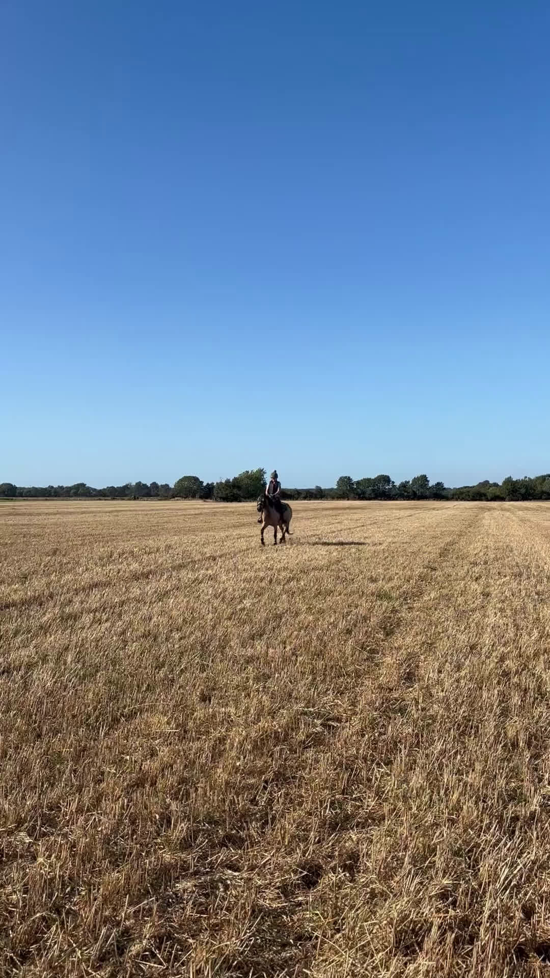 Allround hästar till salu: Underbar C-ponny säljes  i Höganäs - Video 1