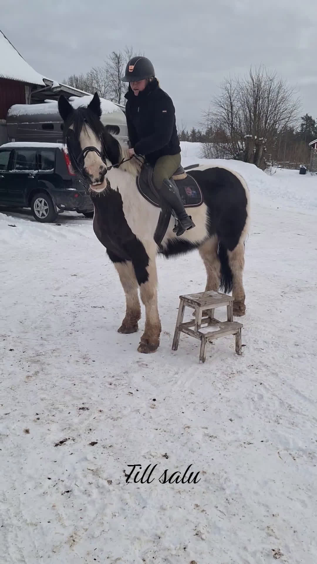 Allround hästar till salu: *Reserverad* Underbar mor och dotter häst  - Video 1