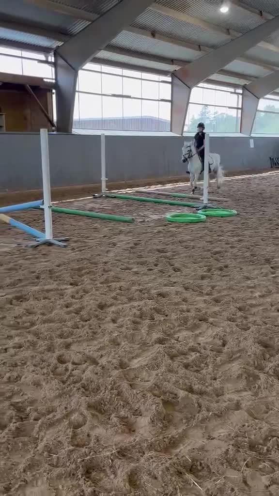 Allround hästar till salu: Tävlingskompis - Video 2