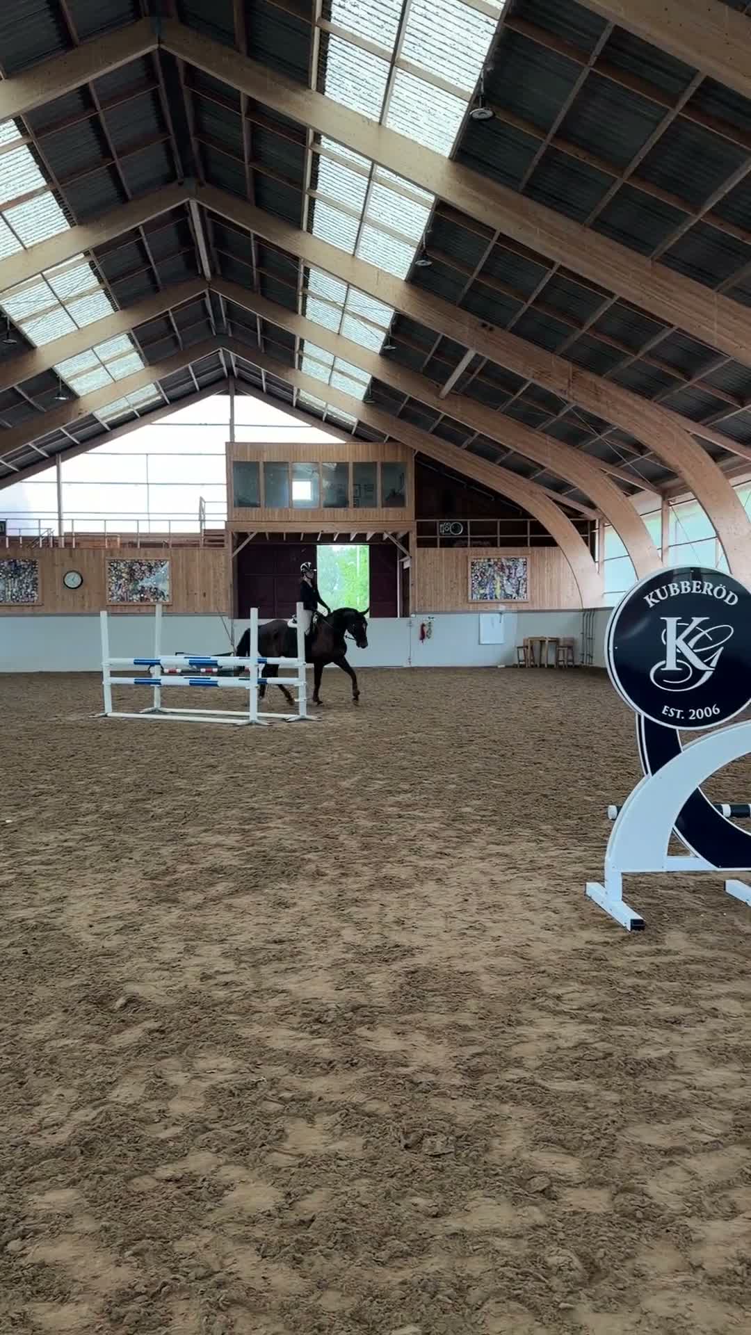 Allround hästar till salu: Trevlig allround valack  - Video 3