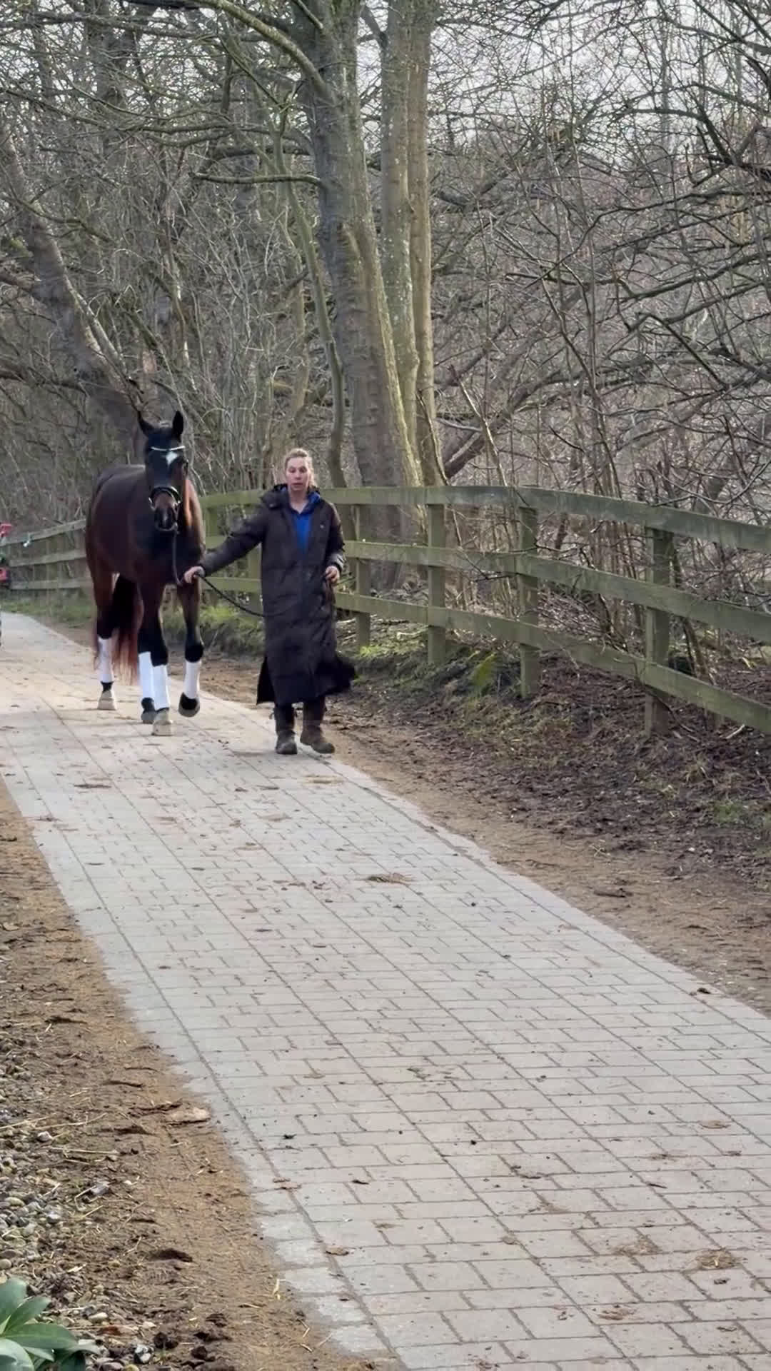 Dressyr hästar till salu: Topsport dressage horse - Video 1