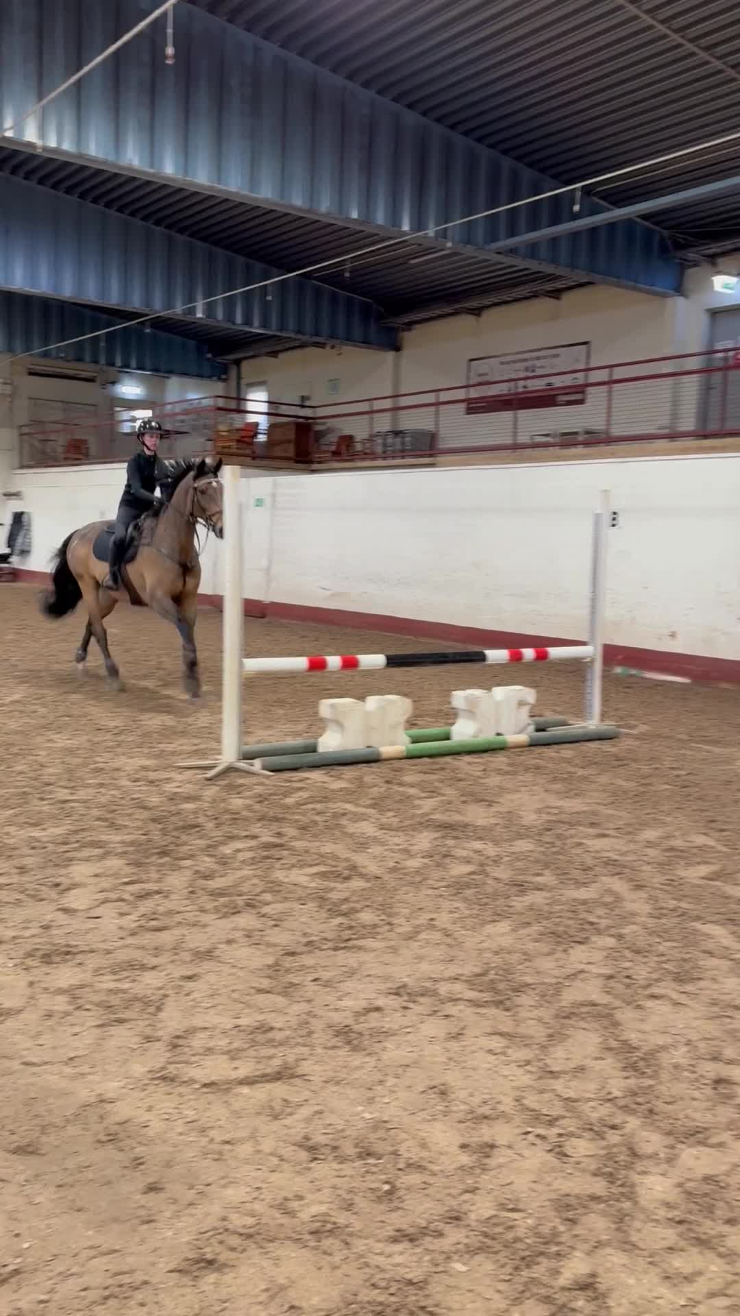Allround hästar till salu: Sund, erfaren, trygg Allroundhäst  - Video 3