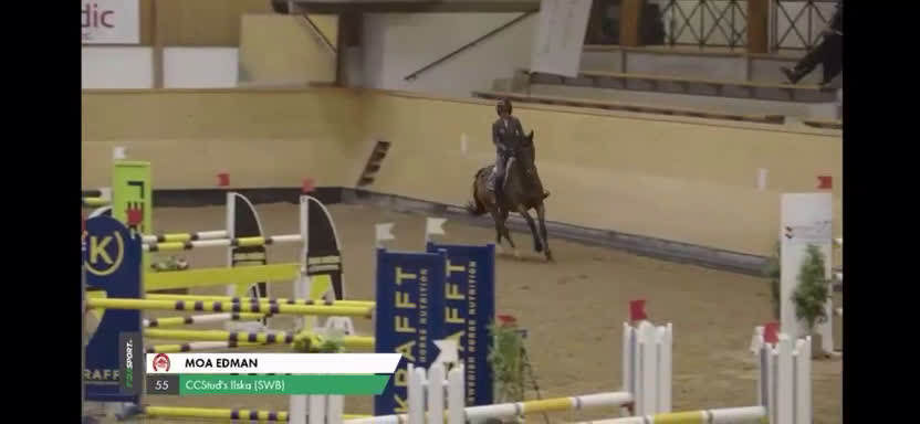 Hoppning hästar till salu: Fint SWB sto  - Video 2