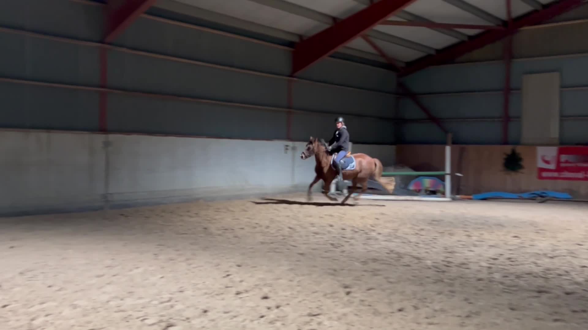 Allround hästar till salu: Supertrevlig c-ponny - Video 3