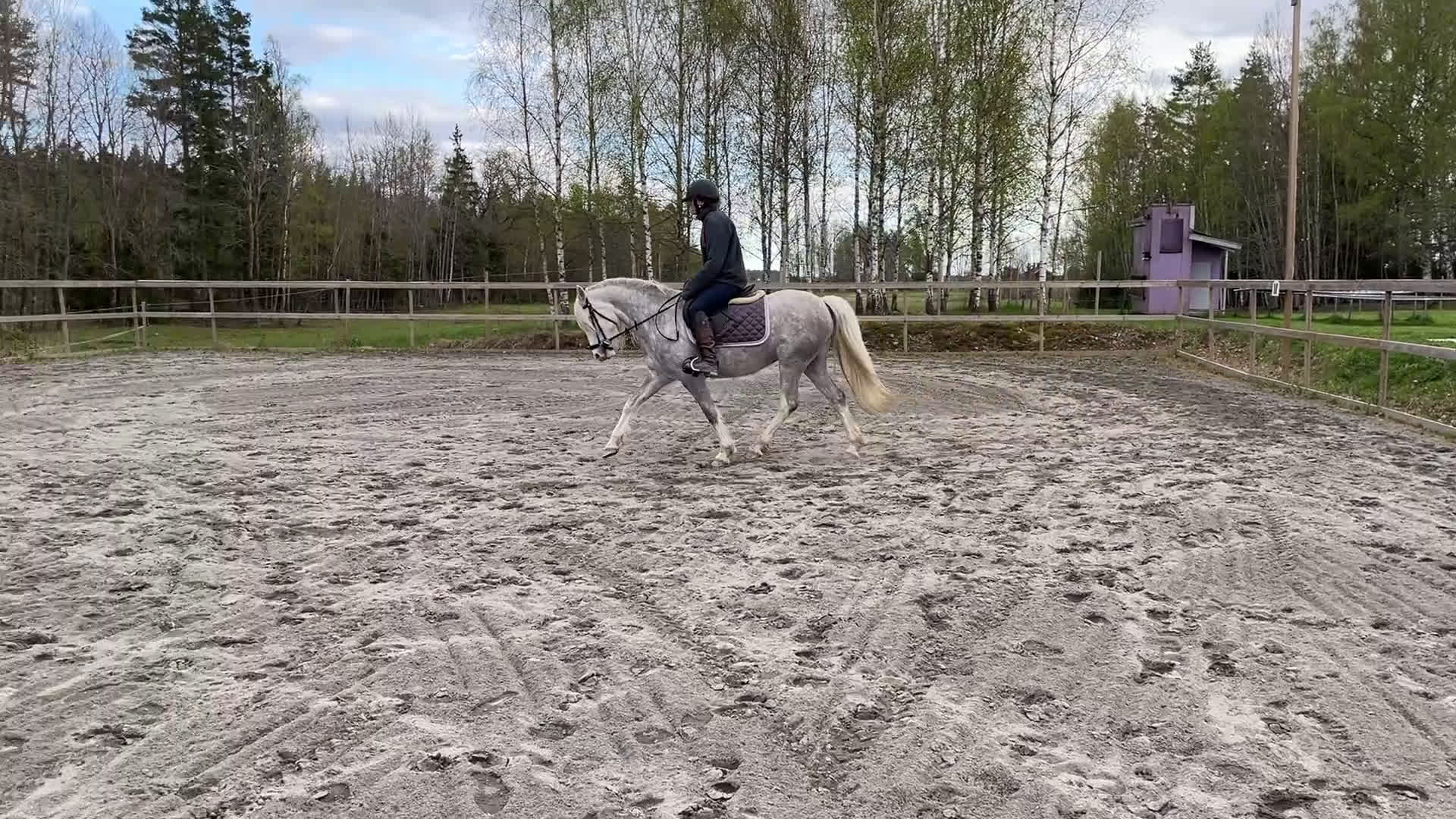 Allround hästar till salu: Vackert Welsh ponnysto  i Lyrestad - Video 2