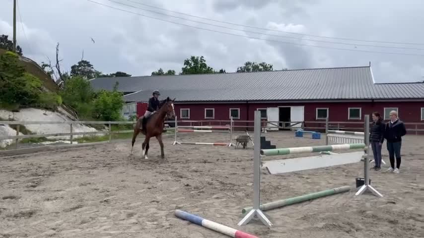 Hoppning hästar till salu: Superfin spranghest vurderes solgt - Video 2