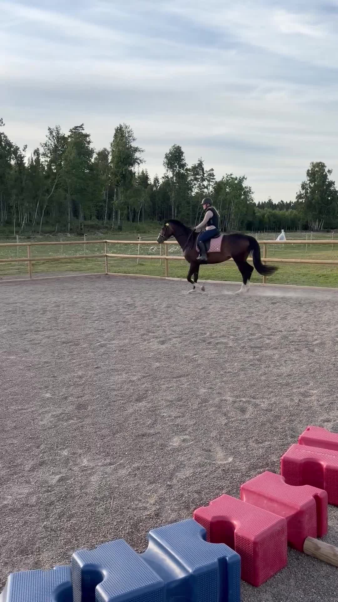 Allround hästar till salu: Framtidslöfte! - Video 3