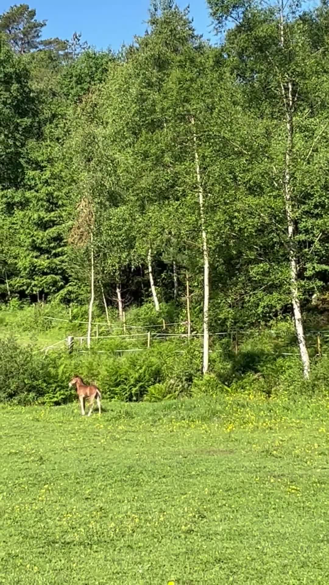 Allround hästar till salu: Blivande tävlingskompis - Video 1