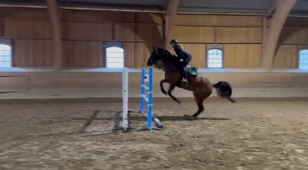 Hoppning hästar till salu: Trevlig valack för hoppning alternativt fälttävlan i Örebro - Video 3