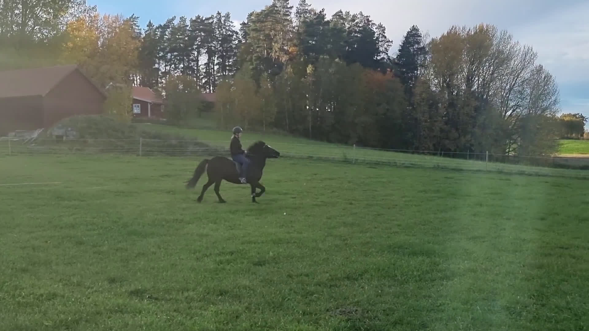 Island hästar till salu: Ny bästa vän i Bettna - Video 2