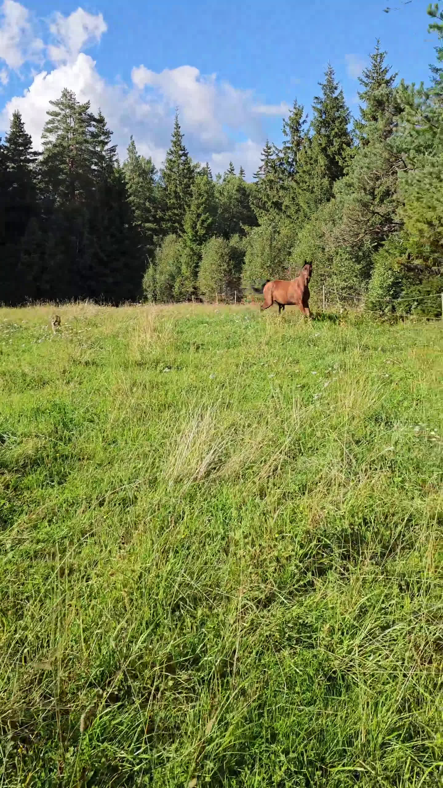 Allround hästar till salu: Trygg och fantastisk ung valack i Dingle - Video 3
