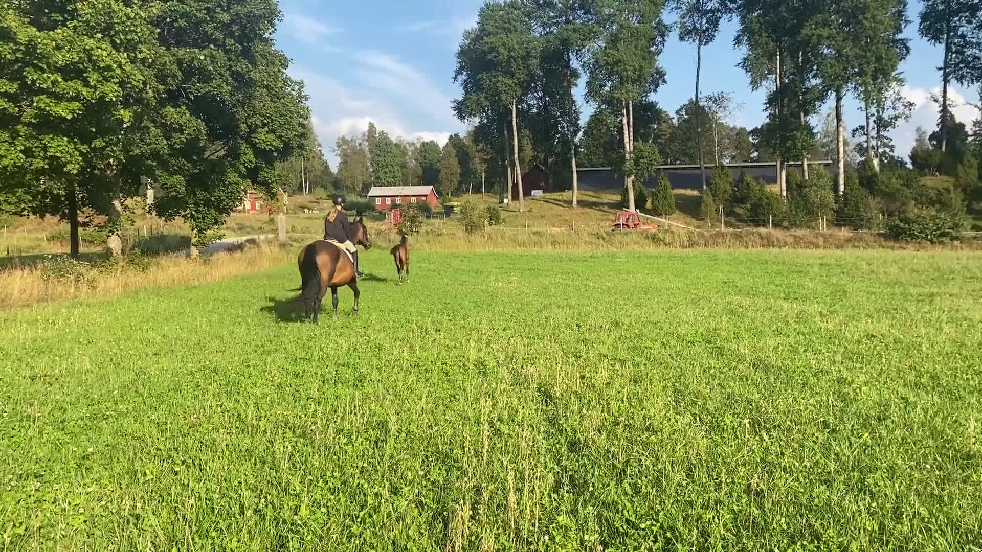 Hoppning hästar till salu: Morgondagens ⭐️ i Ljungby - Video 1