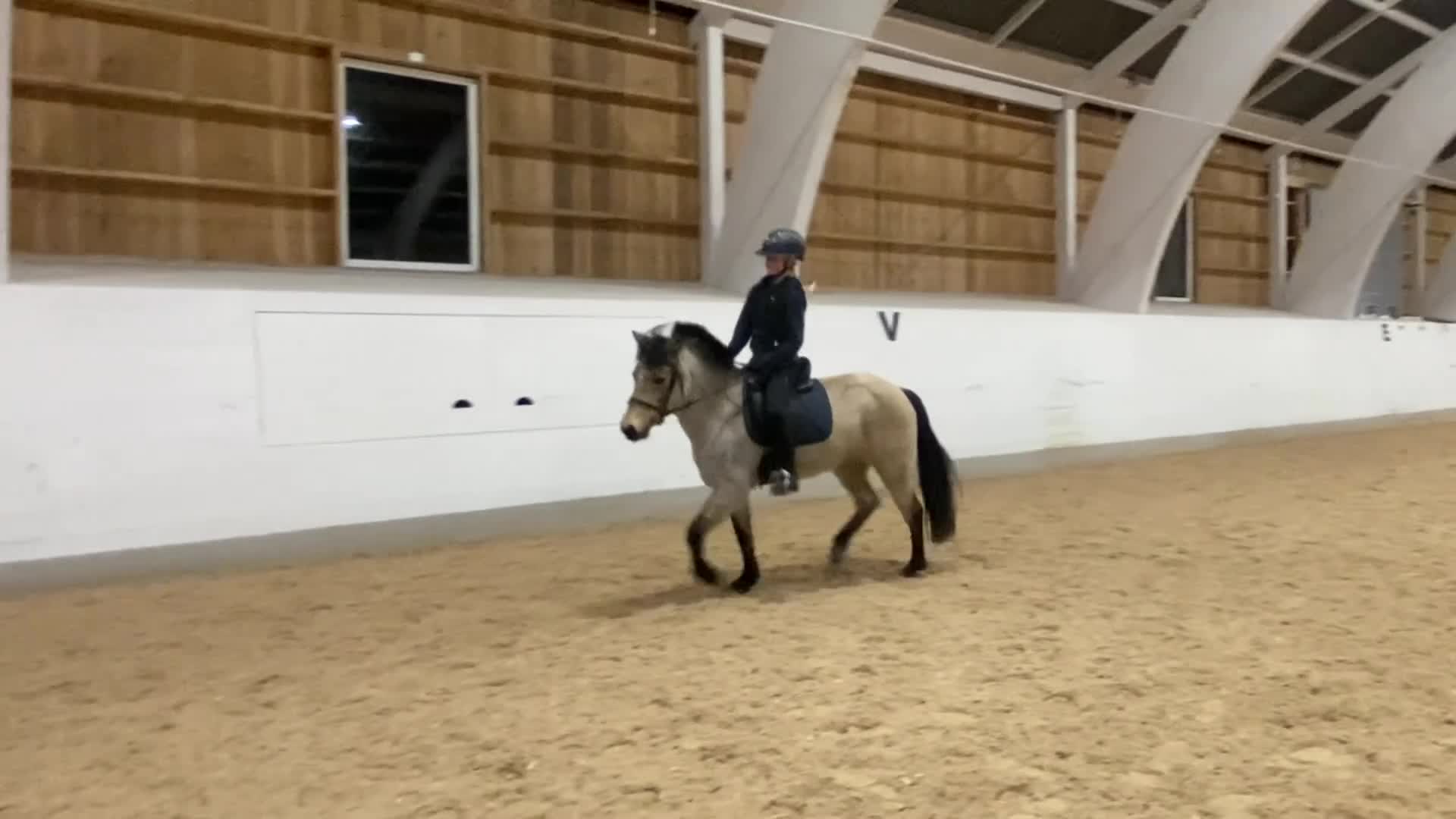 Allround hästar till salu: Välutbildad och orädd maxad B-ponny - Video 4