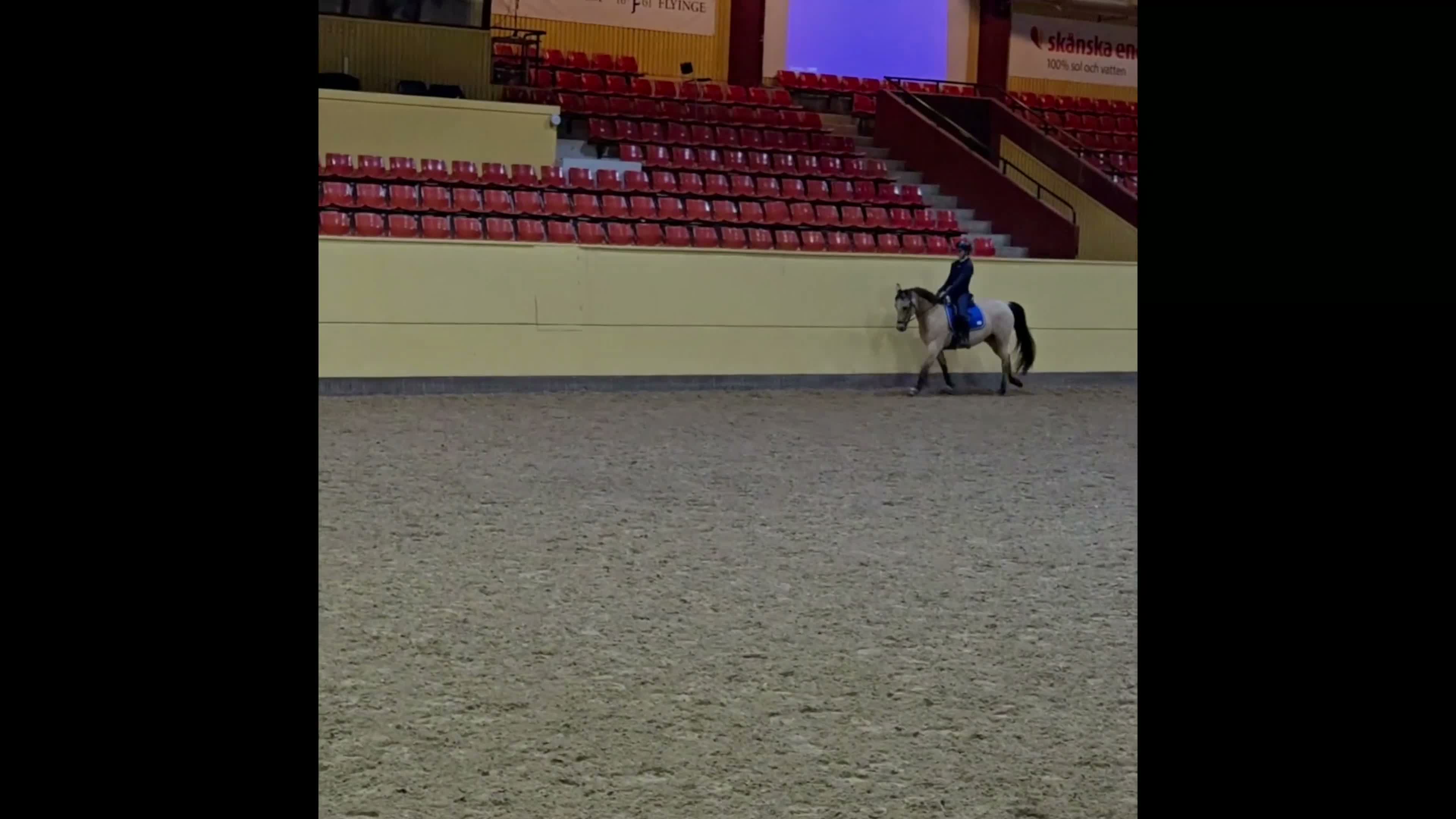 Dressyr hästar till salu: Fei läromästare till salu 🌟 - Video 1