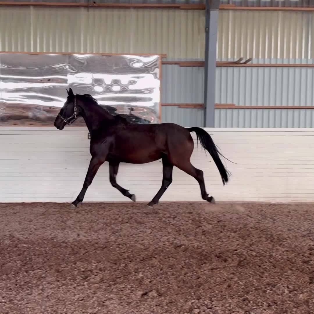 Hoppning hästar till salu: Trevlig 4 åring med tilltalande stam!  - Video 1