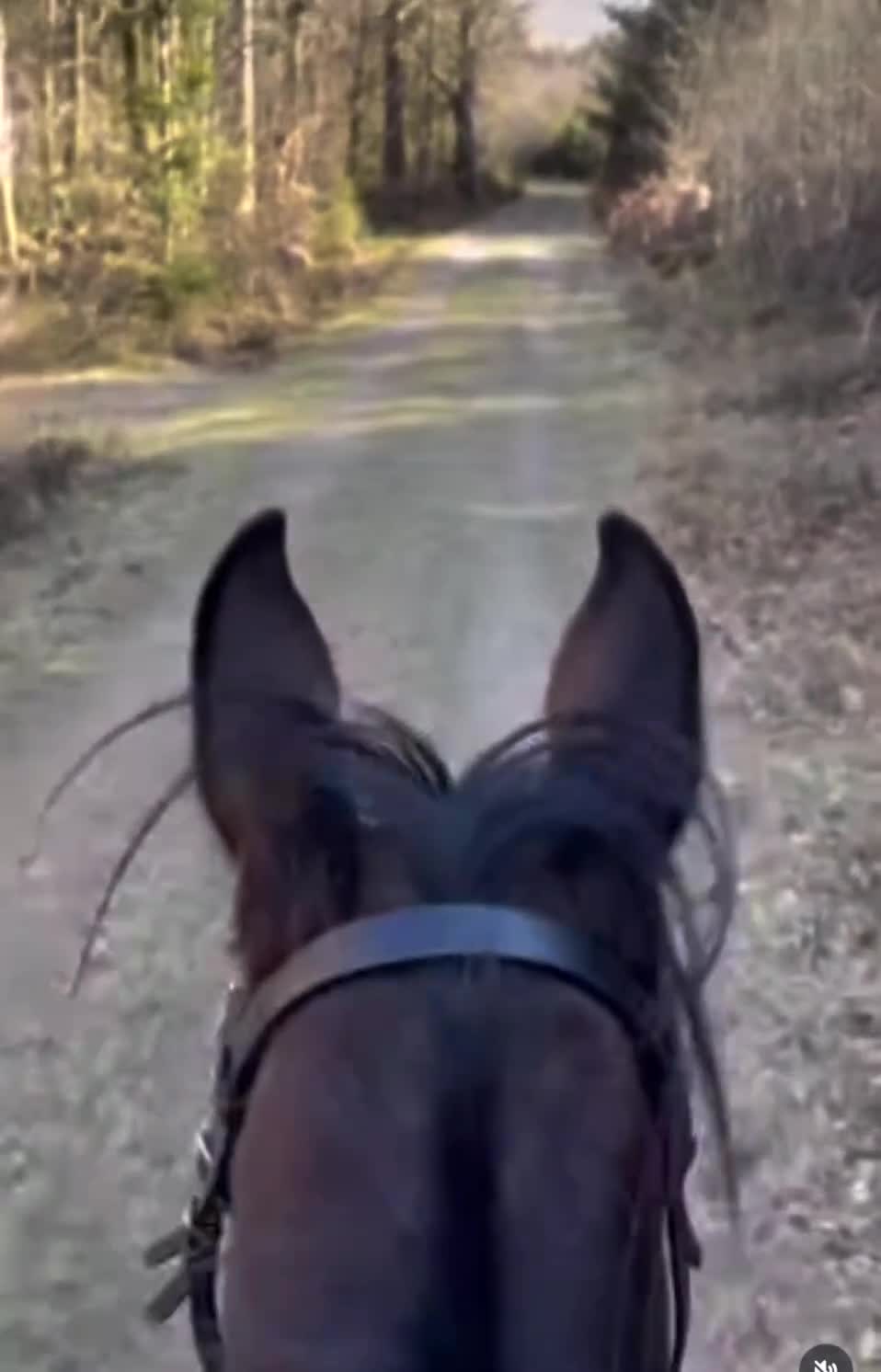 Trav hästar till salu: Någon att göra allt med. - Video 2