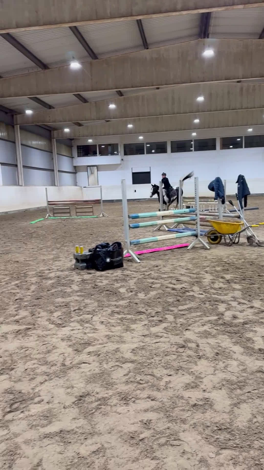 Hoppning hästar till salu: Bästa vän och stjärna ⭐️  - Video 4