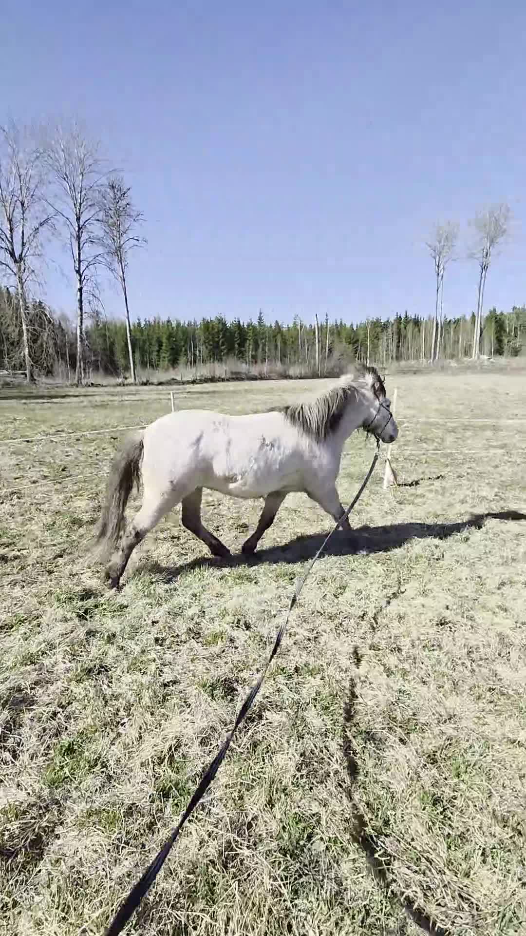 Island hästar till salu: Valack 2019 - Video 2