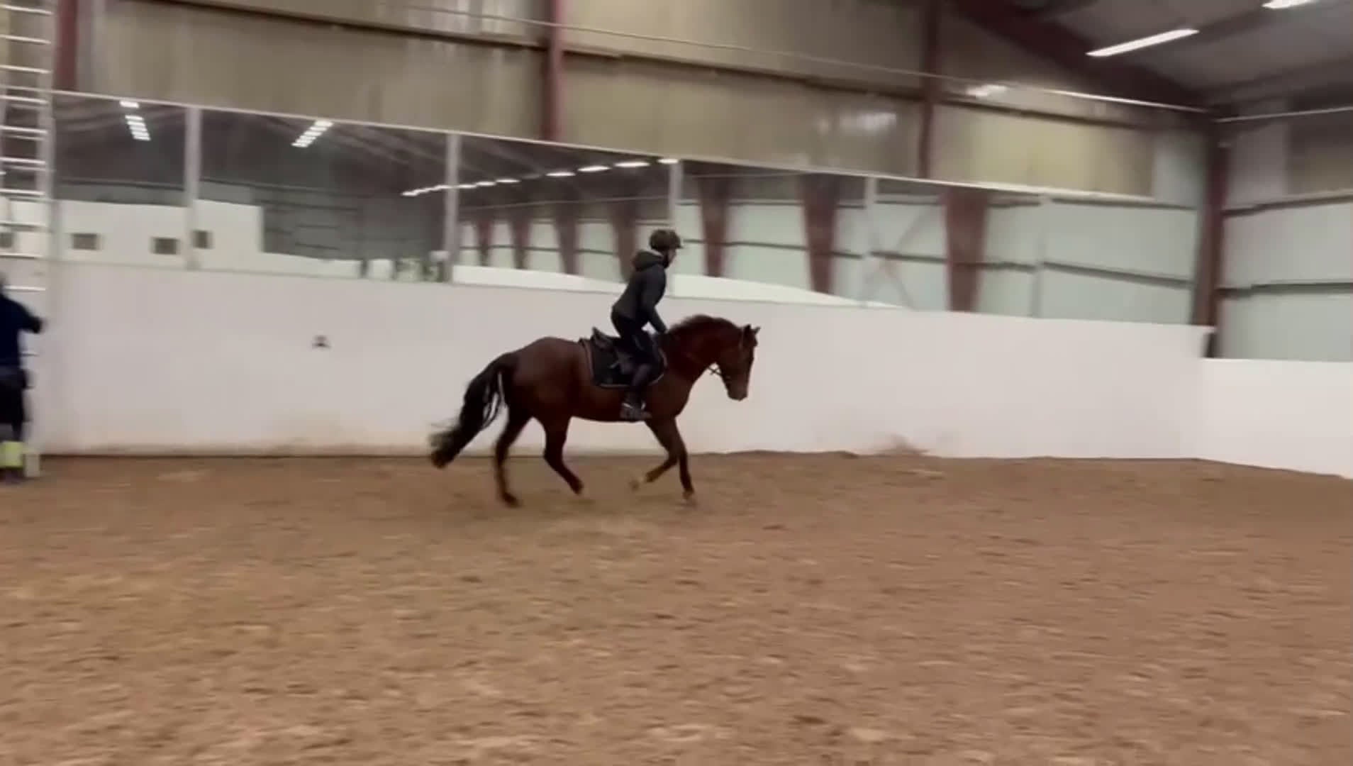 Hoppning hästar till salu: Världens snällaste tjej - Video 2