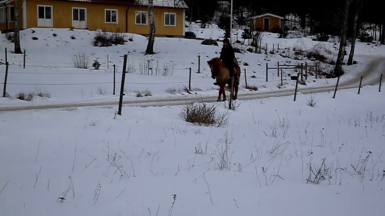 Island hästar till salu: Uttrycksfullt femgångssto! - Video 1