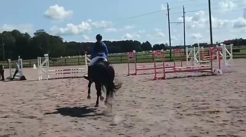 Allround hästar till salu: Vackert Sto - Video 2