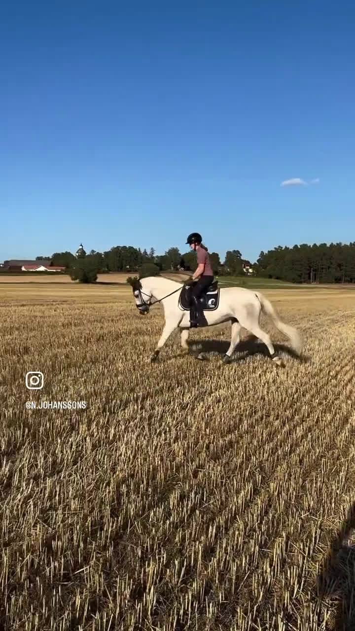 Dressyr hästar till salu: Läromästare och bästa vän! i Linköping - Video 2