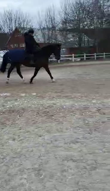 Allround hästar till salu: Rolig hobbyhäst  i Frillesås - Video 1